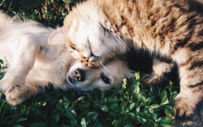 Non-Toxic Natural Flea Remedies For Pets