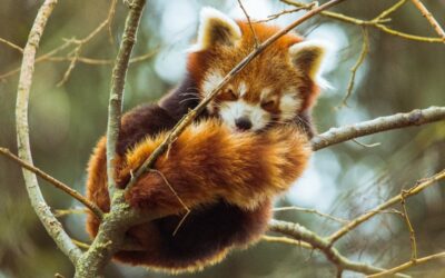 Meet The Red Panda